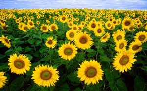 sunflowers-300x185-4341485
