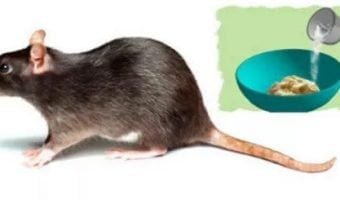 3-HOME-METHODS-TO-GET-RID-OF-RATS