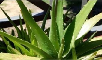 Aloe-Vera-Is-The-Killer-Of-Fat-D