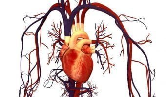 Human_Heart_and_Circulatory_Syst