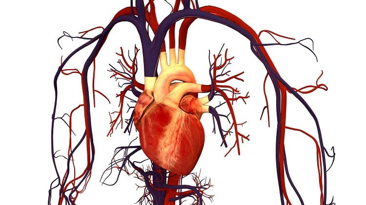 Human_Heart_and_Circulatory_Syst