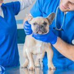 vet doctor dog