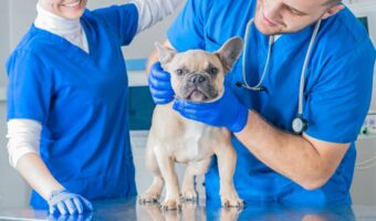 vet doctor dog