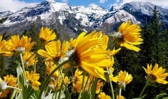 arnica-des-montagnes-essentielle-dans-votre-trousse-de-secours-1200x628-4563365-7778753-jpg