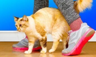 ce-que-votre-chat-essaye-de-vous-dire-lorsquil-vous-suit-dans-la-maison001-1200x628-4281426-3130846-jpg