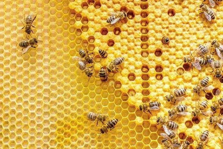 honey in the hive