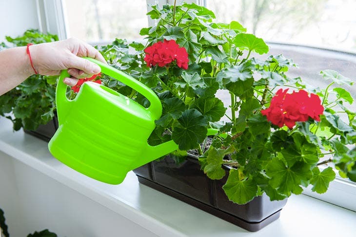 Watering geraniums