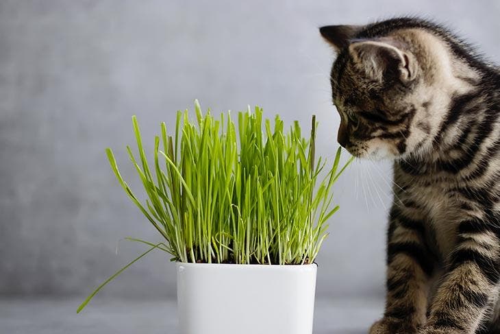 Small feline in front of catnip pot