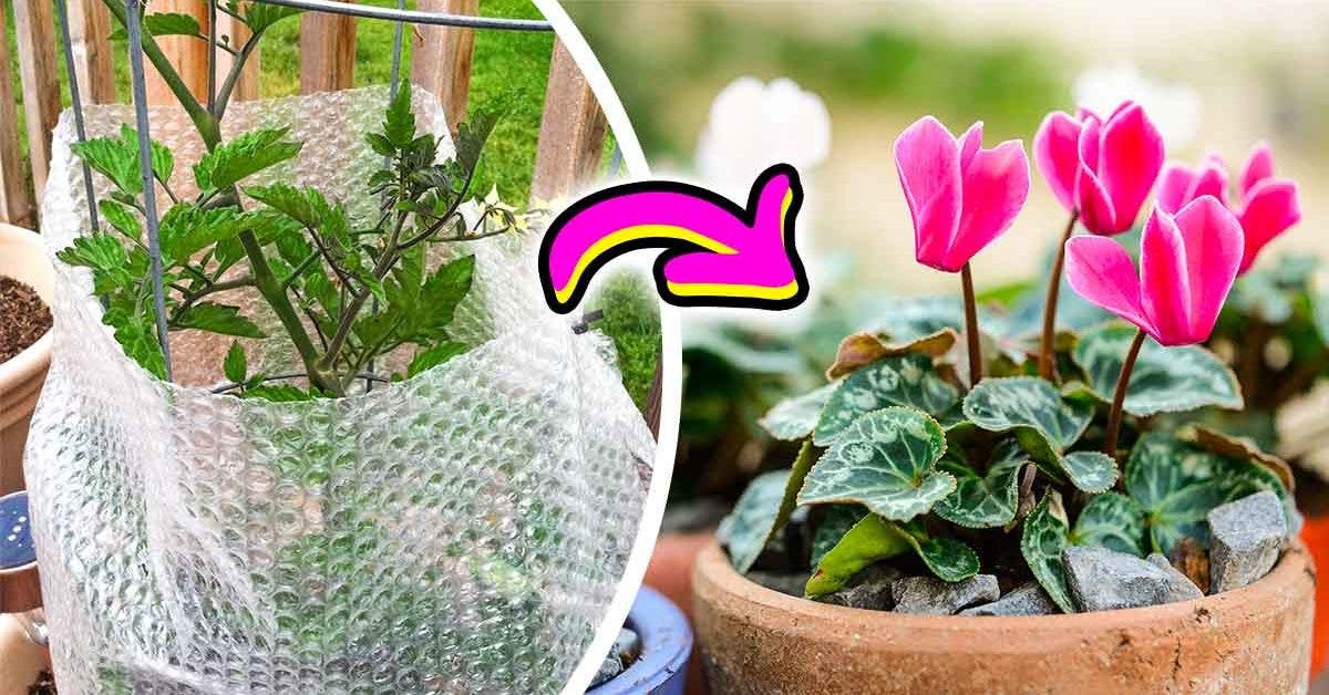How to protect plants in the final winter