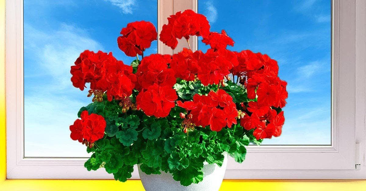 The trick of florists to make geraniums bloom in autumn