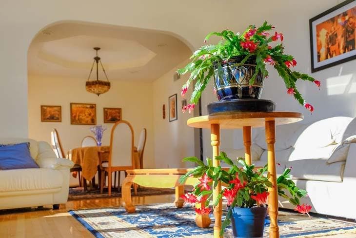 Christmas cactus in the center of a room