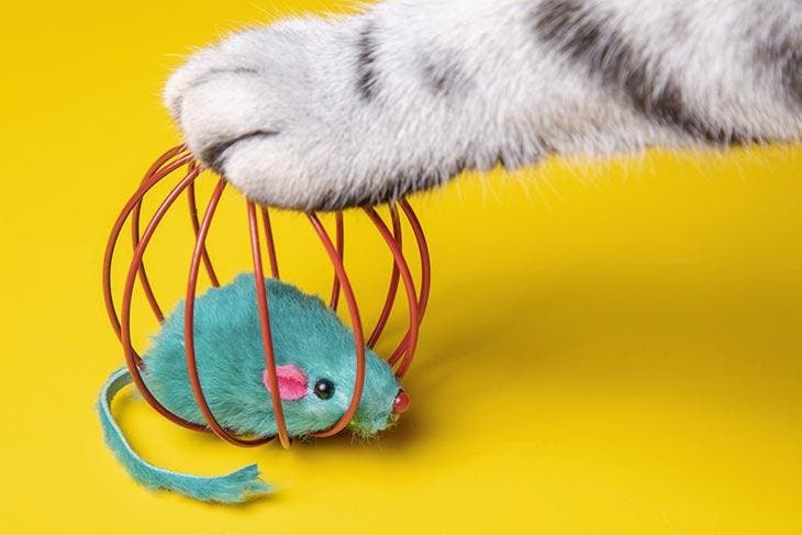 A cat captures a mouse