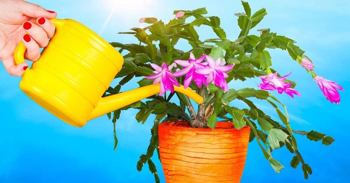 Water the Christmas cactus with this homemade preparation and admire the result. Everyone will want to know your secret_