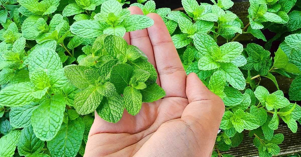 How to plant a mint Guide to growing it well