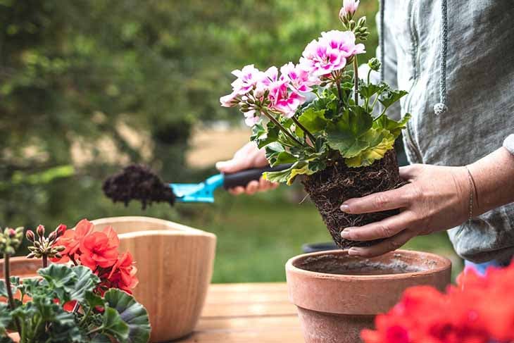 Transplant the geraniums to another pot