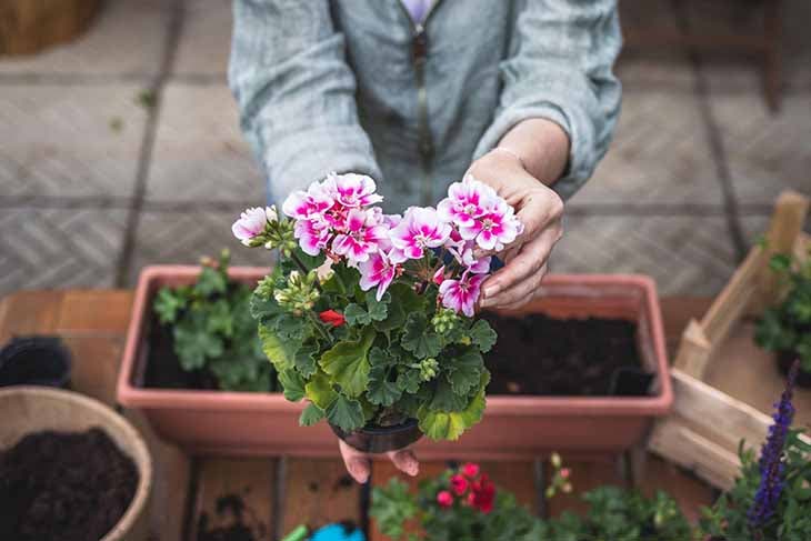 Geranium pot